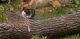 Best Hedge Trimming  in Dunkirk, NY