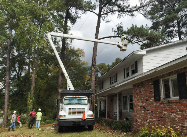 Best Tree Cabling and Bracing  in Dunkirk, NY