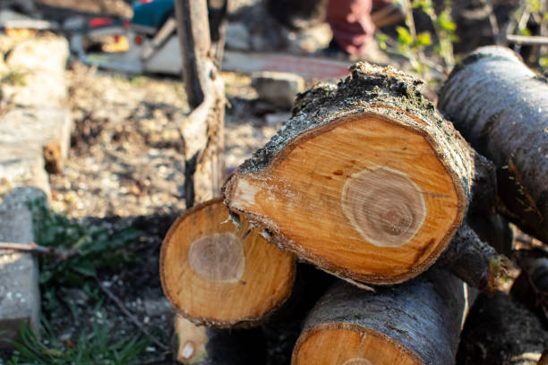 Best Firewood Processing and Delivery  in Dunkirk, NY