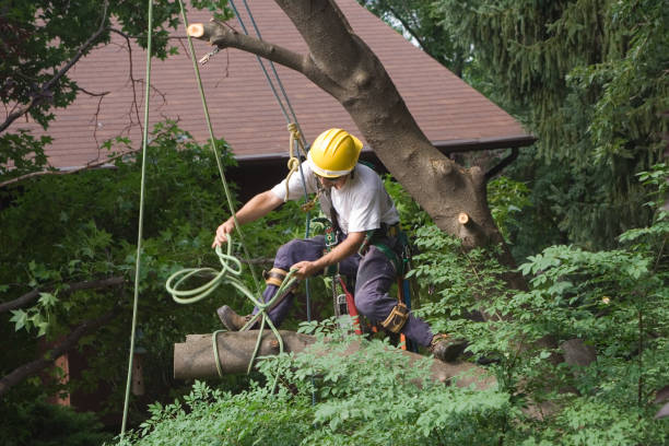 Best Tree Health Inspection  in Dunkirk, NY