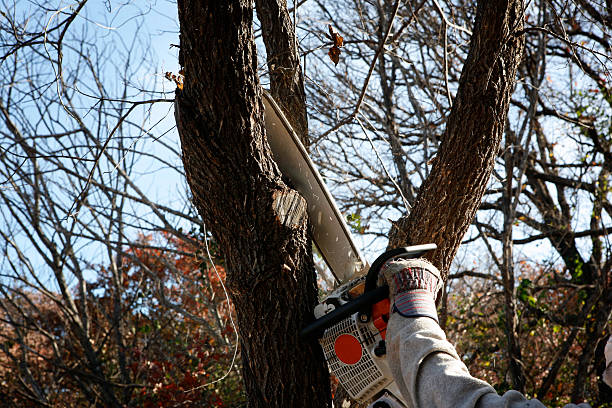 Best Tree and Shrub Care  in Dunkirk, NY