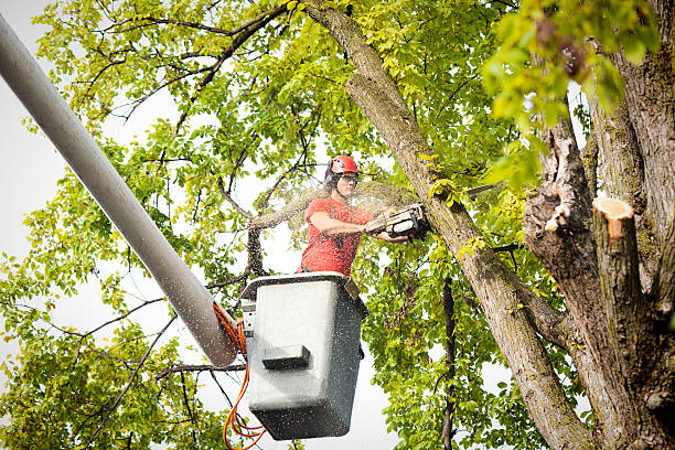 Best Tree Removal  in Dunkirk, NY