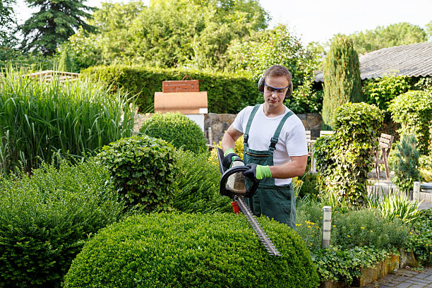 How Our Tree Care Process Works  in  Dunkirk, NY