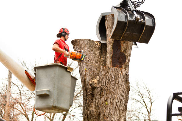  Dunkirk, NY Tree Services Pros